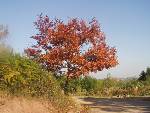 Autumn at Greenmeadow