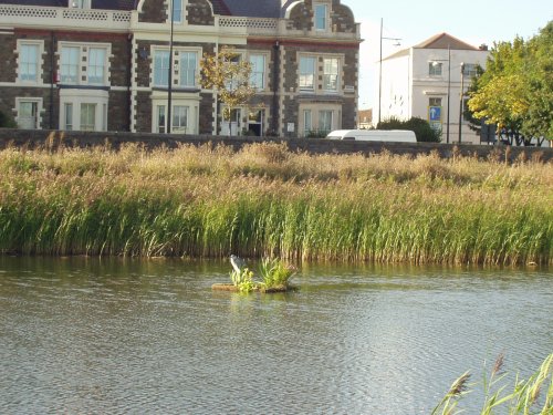 Cardiff Bay Heron