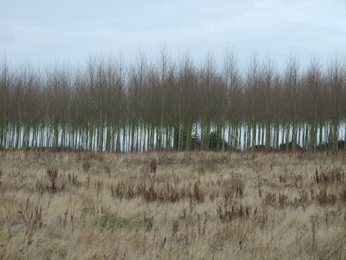 Battram Wood, Battram Village, near Ellistown