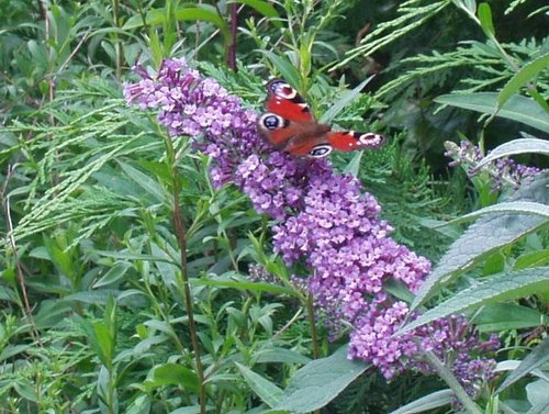 Peacock on Buddleia