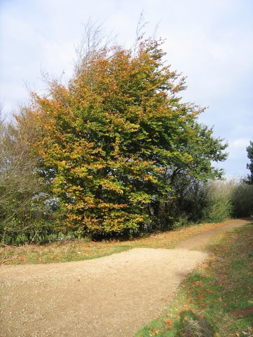 Near Faringdon Folly