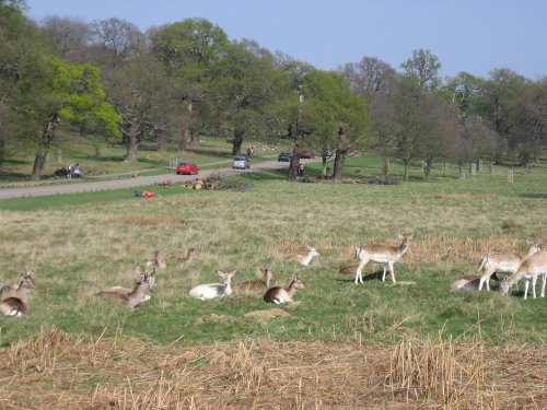 Richmond Park