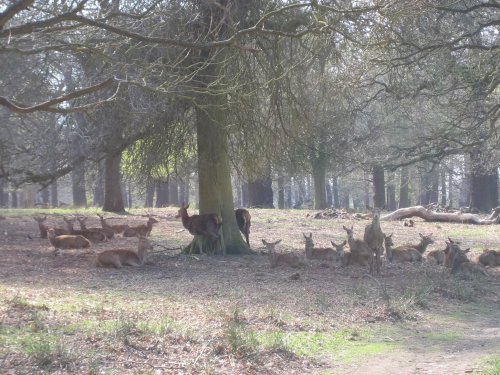 Richmond Park