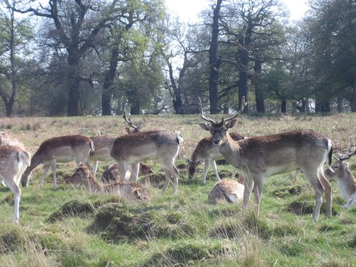Richmond Park