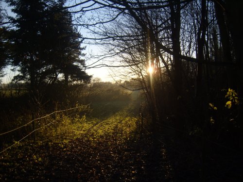 Sunset at Flixton woods