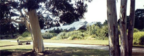 The garden of grasses at RBG Kew