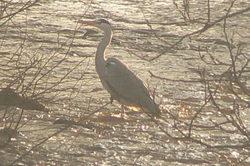 HERON ON THE RIVER TAME GREENFIELD