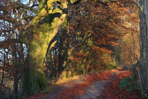 South Cave Woods