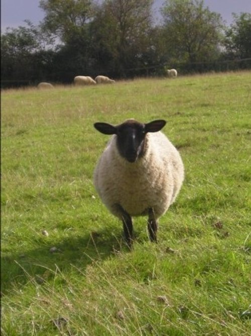 Curious Chipping Campden Resident