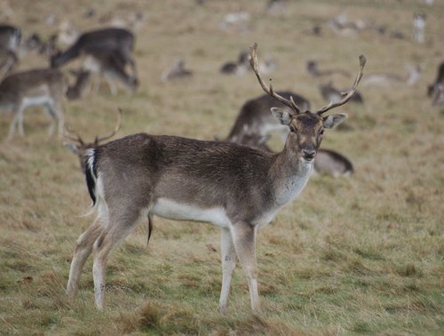 Deer from Royal Richmond Park, Richmond upon Thames, Greater London