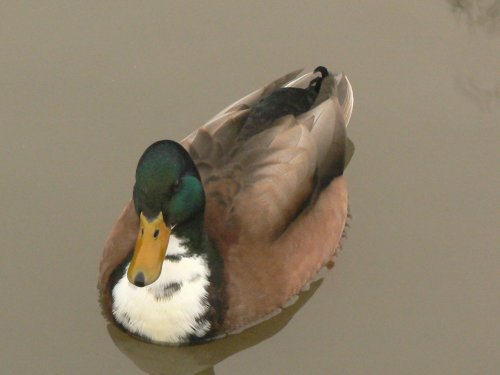 Malard, Mossley, Greater Manchester