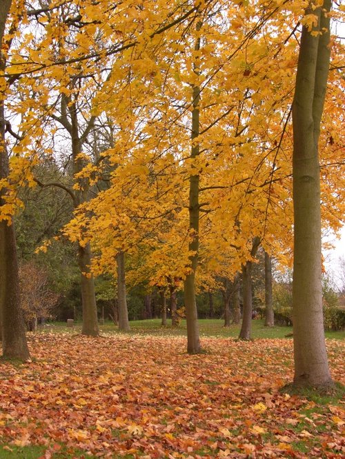 Autumnal trees, between Wheathampstead and Lemsford in Hertfordshire