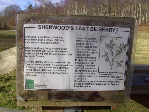 Bilberry, Sherwood Forest, Mansfield, Nottinghamshire