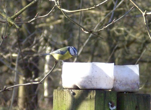 Blue Tit at Sherwood Forest, Mansfield, Nottinghamshire