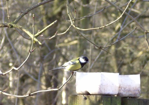 Great Tit at Sherwood Forest, Mansfield, Nottinghamshire