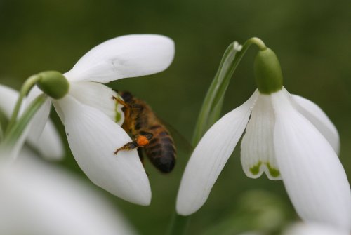 Snowdrops, Flixton, Suffolk