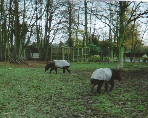 Tapiers, Twycross Zoo, Leicestershire