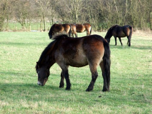 Exmoor Ponies