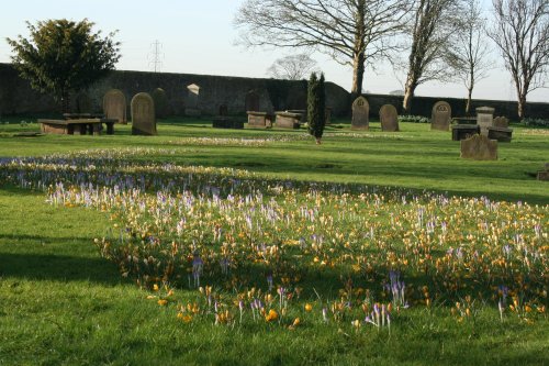 Church yard at Ribchester full of Crocus
