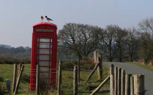 Oyster catchers, Whitewell, Lancashire