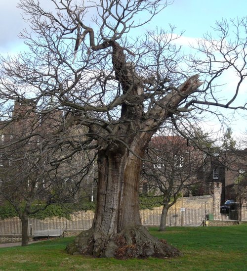 Tree in Greenwich Park, Greater London