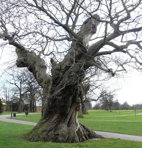 Tree in Greenwich Park, Greater London