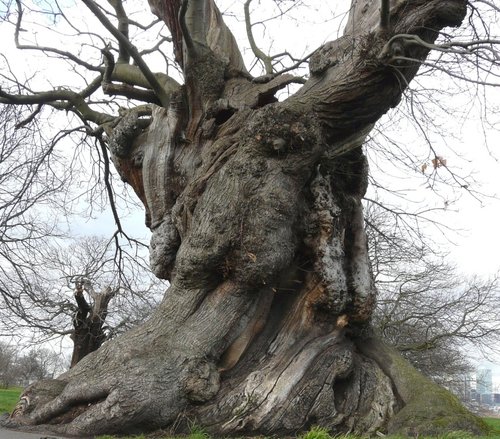 Tree in Greenwich Park, Greater London