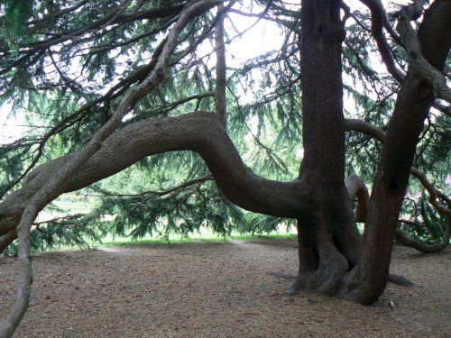 Tree in Greenwich Park, Greater London
