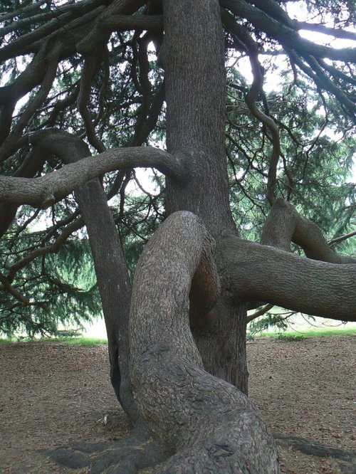 Tree, Greenwich Park, Greater London