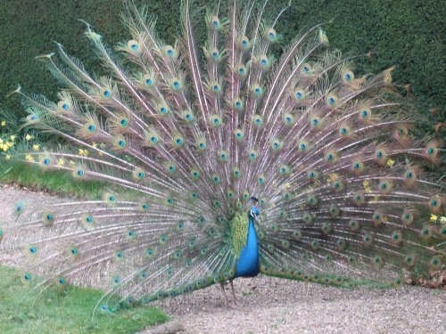 Peacock :Castle Howard