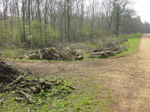 Maulden Woods