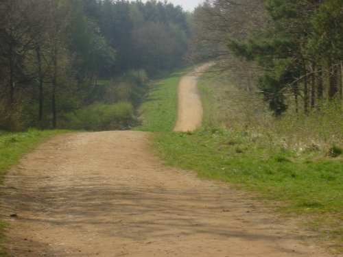 Maulden Woods