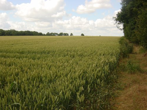 Cornfield by Barton Springs, Bedfordshire
