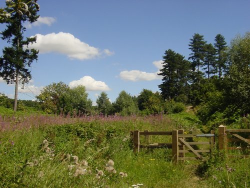 Maulden Woods