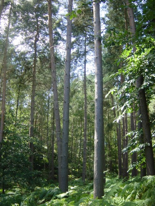 Maulden Woods, Bedfordshire
