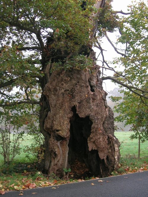 The Boy's Tree, Wheatley, Oxfordshire