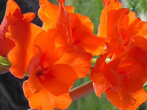 My rare achievement on growing flowers!