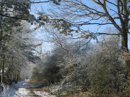Snow Fall down our Lane