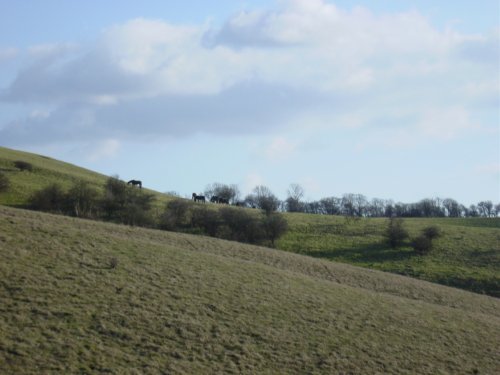 Barton hills