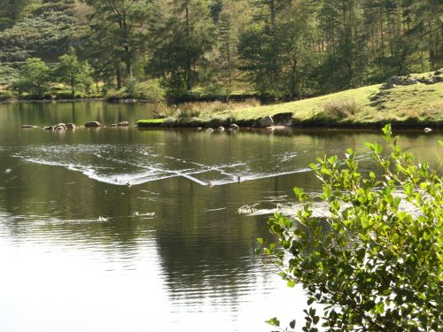 Tarn Hows, Cumbria.