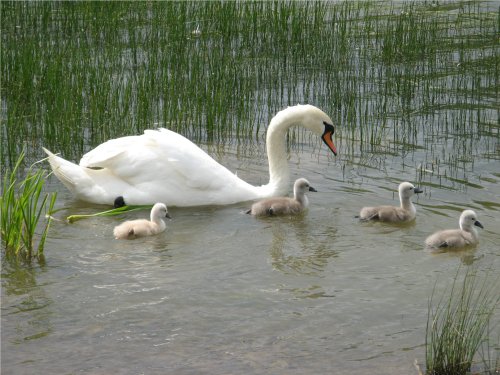 Swans in Herrington Country Park, Houghton le Spring, Sunderland.