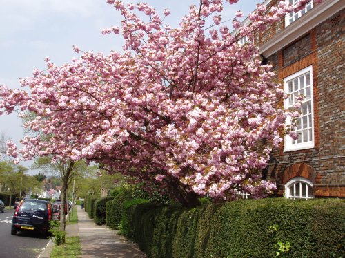 Spring in London