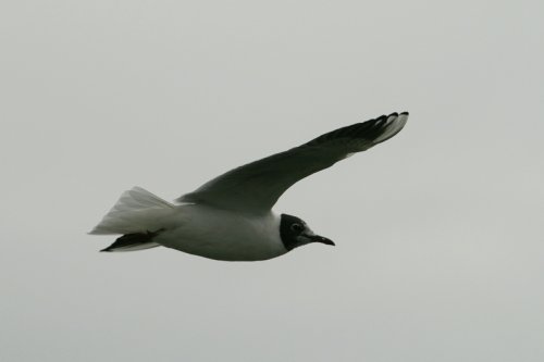 Black Headed Gull. Herrington Country Park. Sunderland.