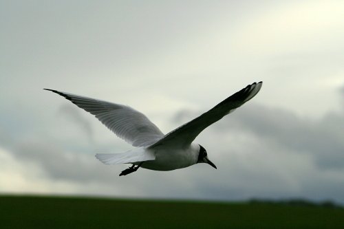 Black Headed Gull.  Herrington Country Park. Sunderland.
