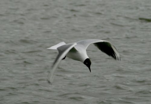 Black Headed Gull. Herrington Country Park. Sunderland.