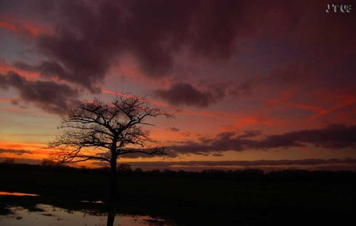 Dead tree standing, Kingsbury Water Park, Warwickshire