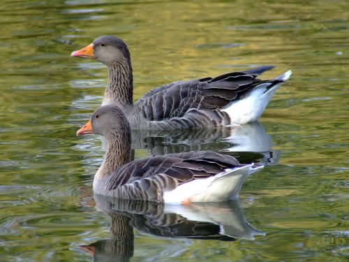 A pair of greylag geese....anser anser, Eastrington, East Riding of Yorkshire