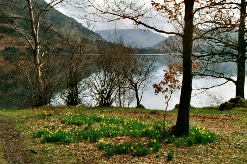 Daffodils on Ullswaters shore.