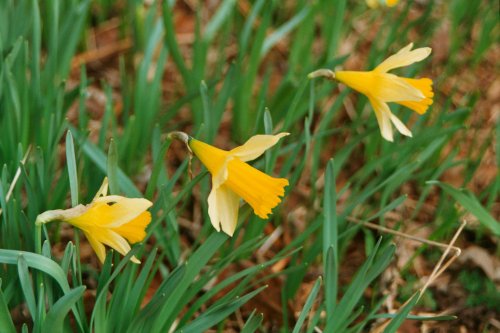Daffodils on Ullswaters shore.