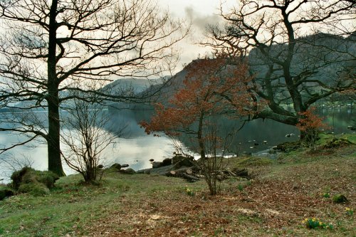 Daffodils on Ullswaters shore.